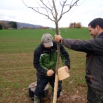 výsadba podél cest