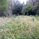 ožínání buřeně